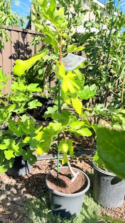 Fruiting Black Mission Fig Tree (5 Gallon) – Ready for Your Garden