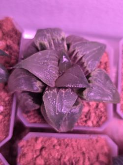 Haworthia rare