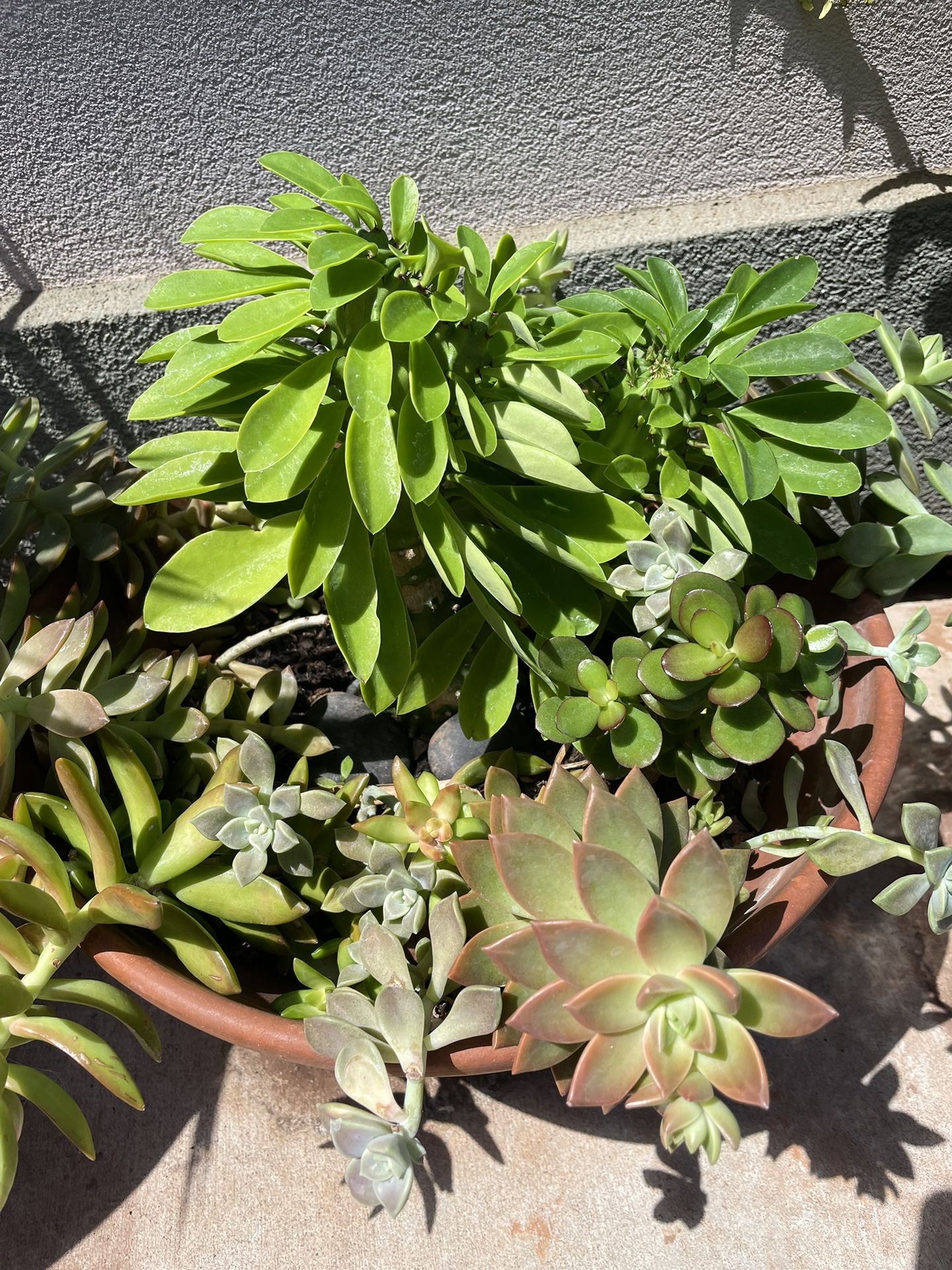 Clay Dish Succulent Garden