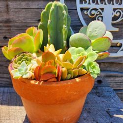 Succulents And Peruvian Apple Cactus In Terra Cotta Pot