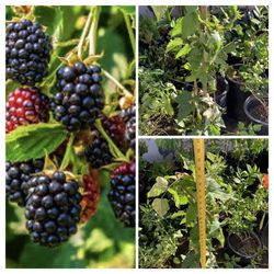 4FT Tall Large Beautiful Thornless Blackberry Live Berry Plant