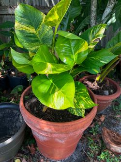 Golden Pothos with terracotta pot