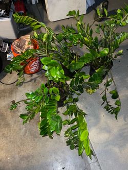Plants