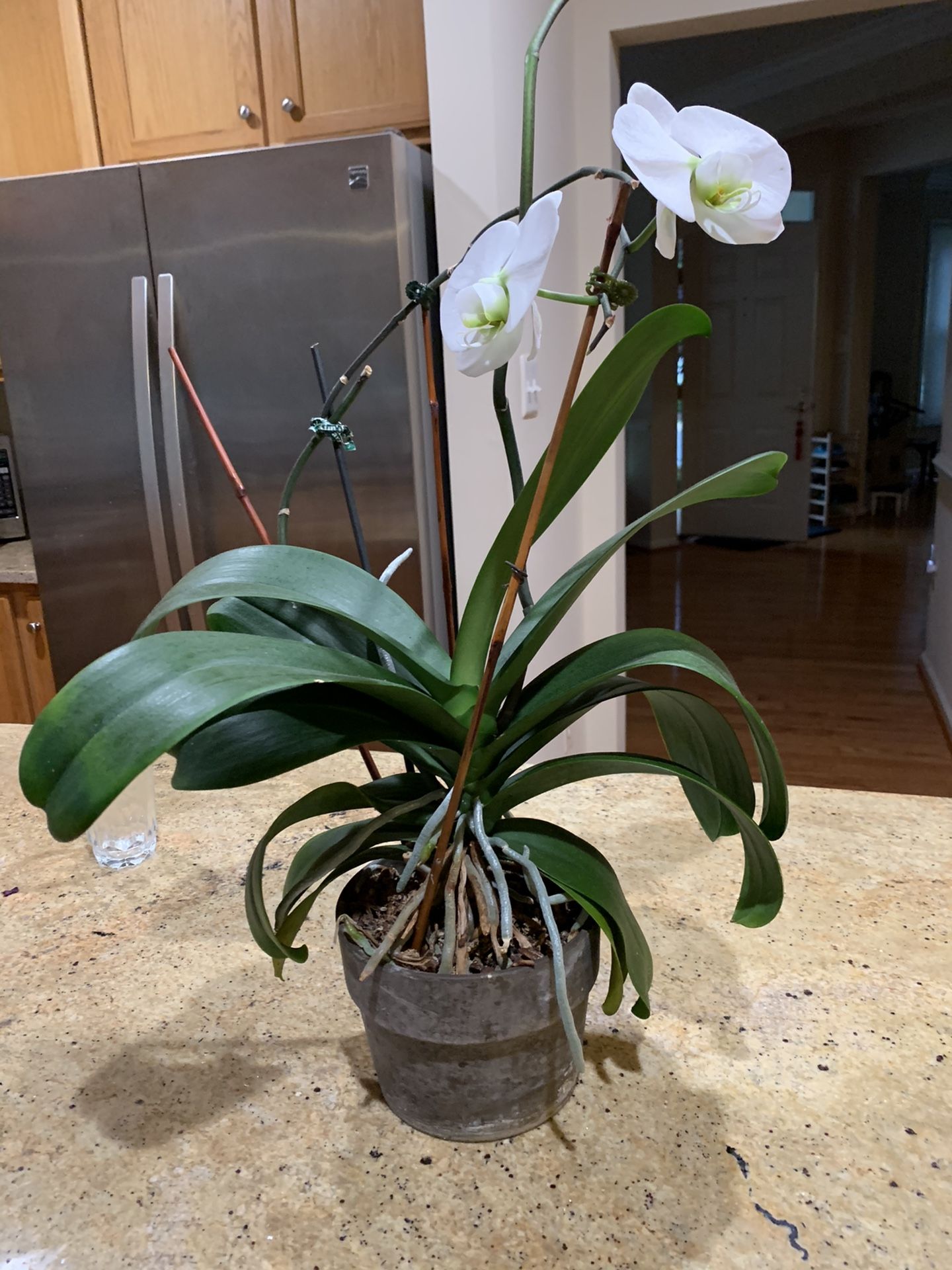 Orchid, planters, fish bowl with stand