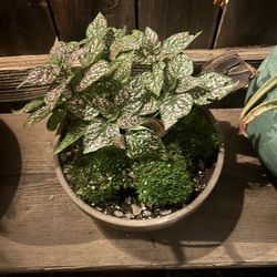 Moss Garden in a pot