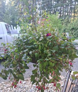Fuchsia Hanging Basket