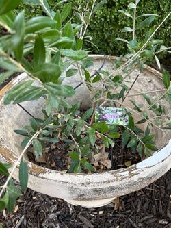 Olive tree in a planter