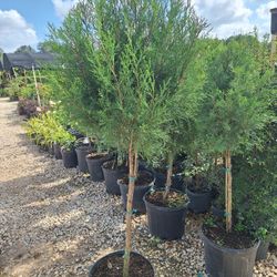 Single Ball Topiary Tree