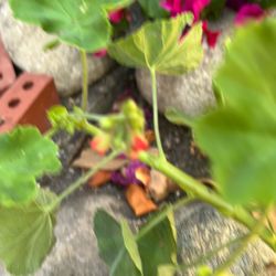 Geranium Rooted Red And Succulents 