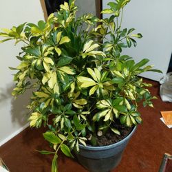 Live umbrella plant.36 In Tall.26 In.wide