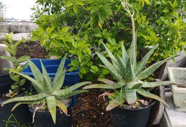 Soap Aloe
