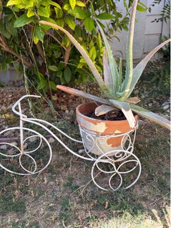 Aloe Vera, ceramic pot in tricycle stand $12
