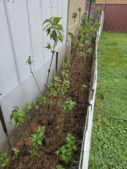 Young saplings of fragrant lilac.
