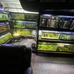 Aquarium - Fish tank