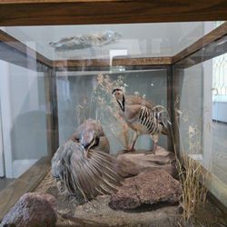 Taxidermy Chukar Glass End Table