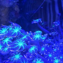 Fire Works POLYPS Frag 