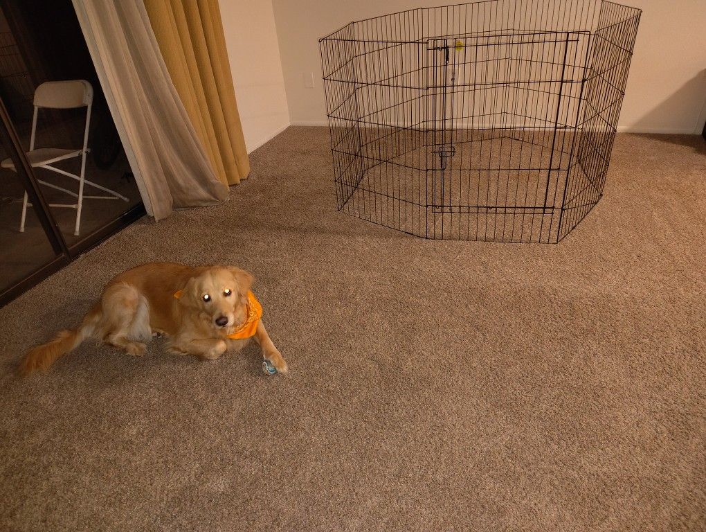 Dog Exercise and Playpen, 24 Inches Wide x 36 Inches High, 8 Panels, Black
