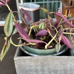 Beautiful Tradescantia Purple Plants 