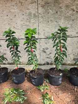 Simmond avocadoes 7gal