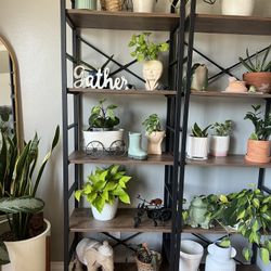 Shelves 