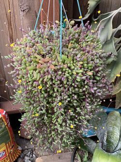 Hermosa Planta Con Hilos Morados Y Flores Amarillas