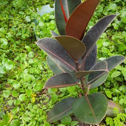 Rubber Plant Heathy Plant 