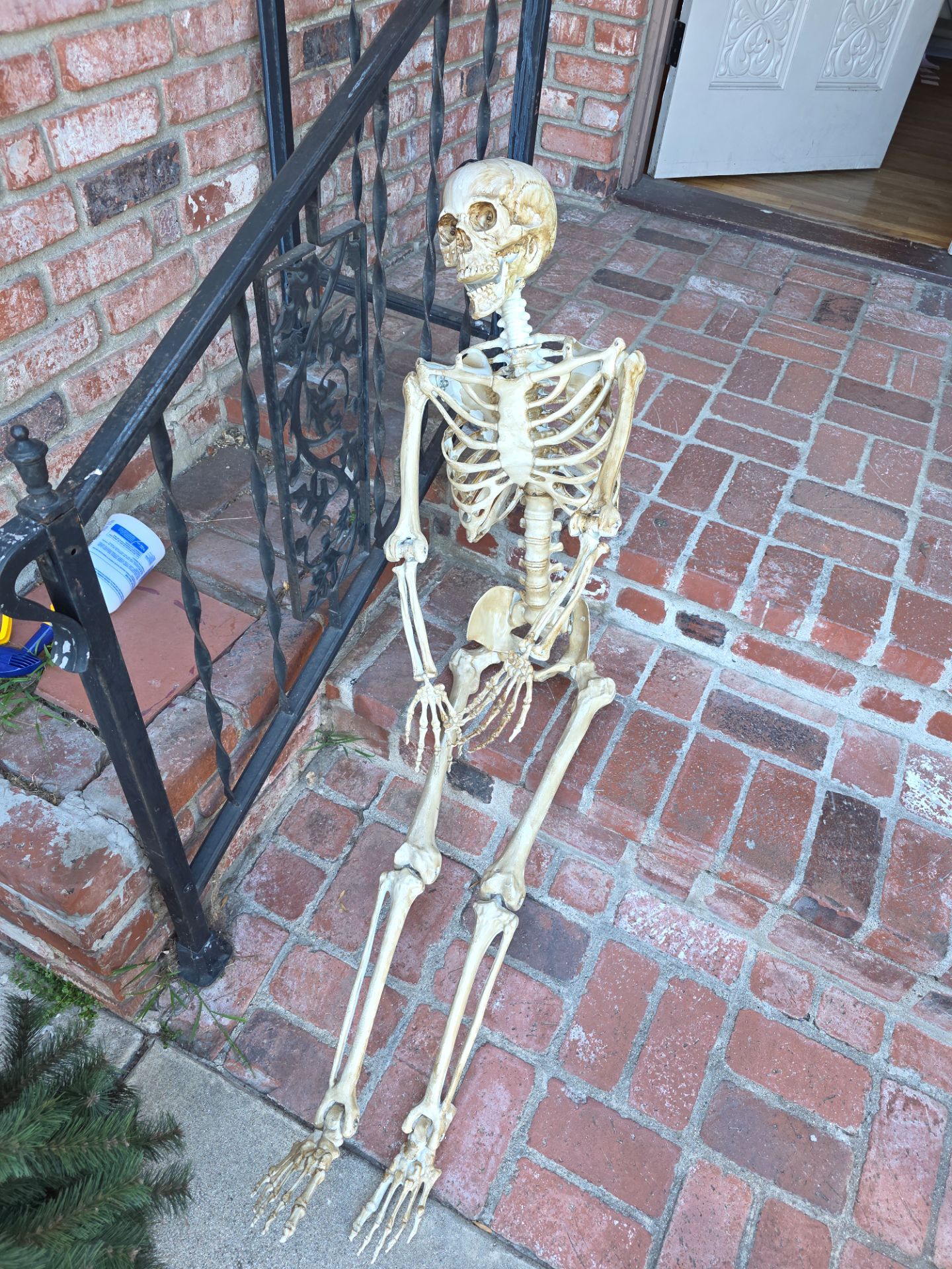 Free Life size Skeleton
