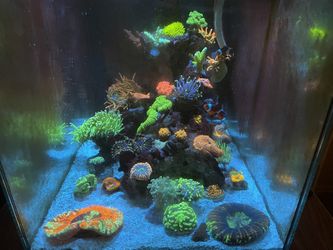 Corals