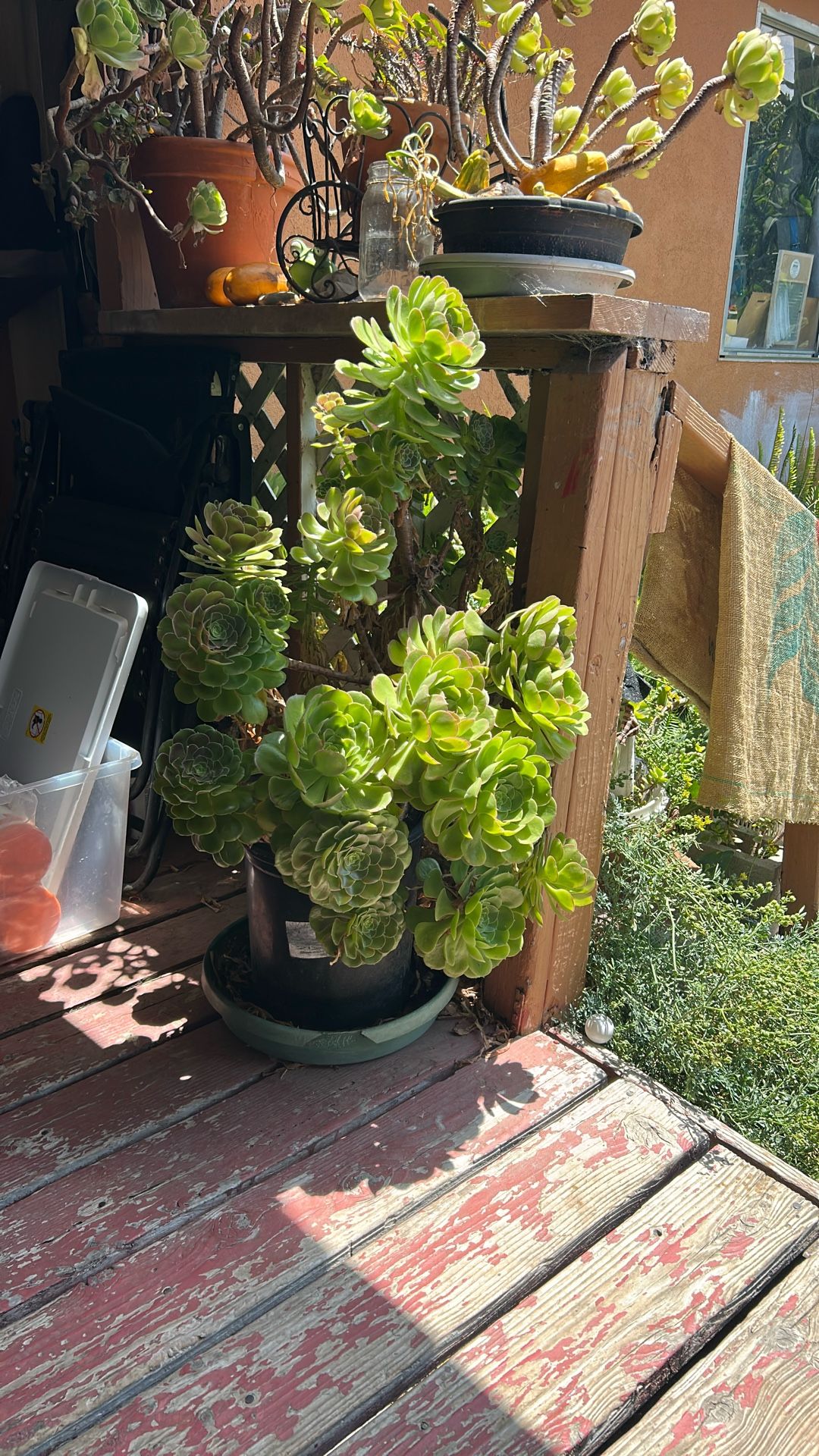 Free succulent plant