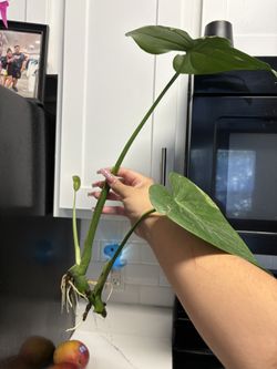 Monstera Plant