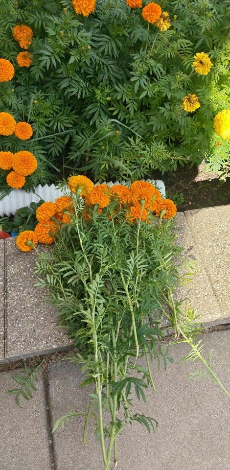 25pc Fresh Cut Merigold Flowers For Sale