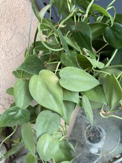 HERMOSAS PLANTAS NATURALES “  FILODENDRO CORDATUM Plant 