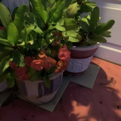 $40 Corona D Plant With Ceramic Pot