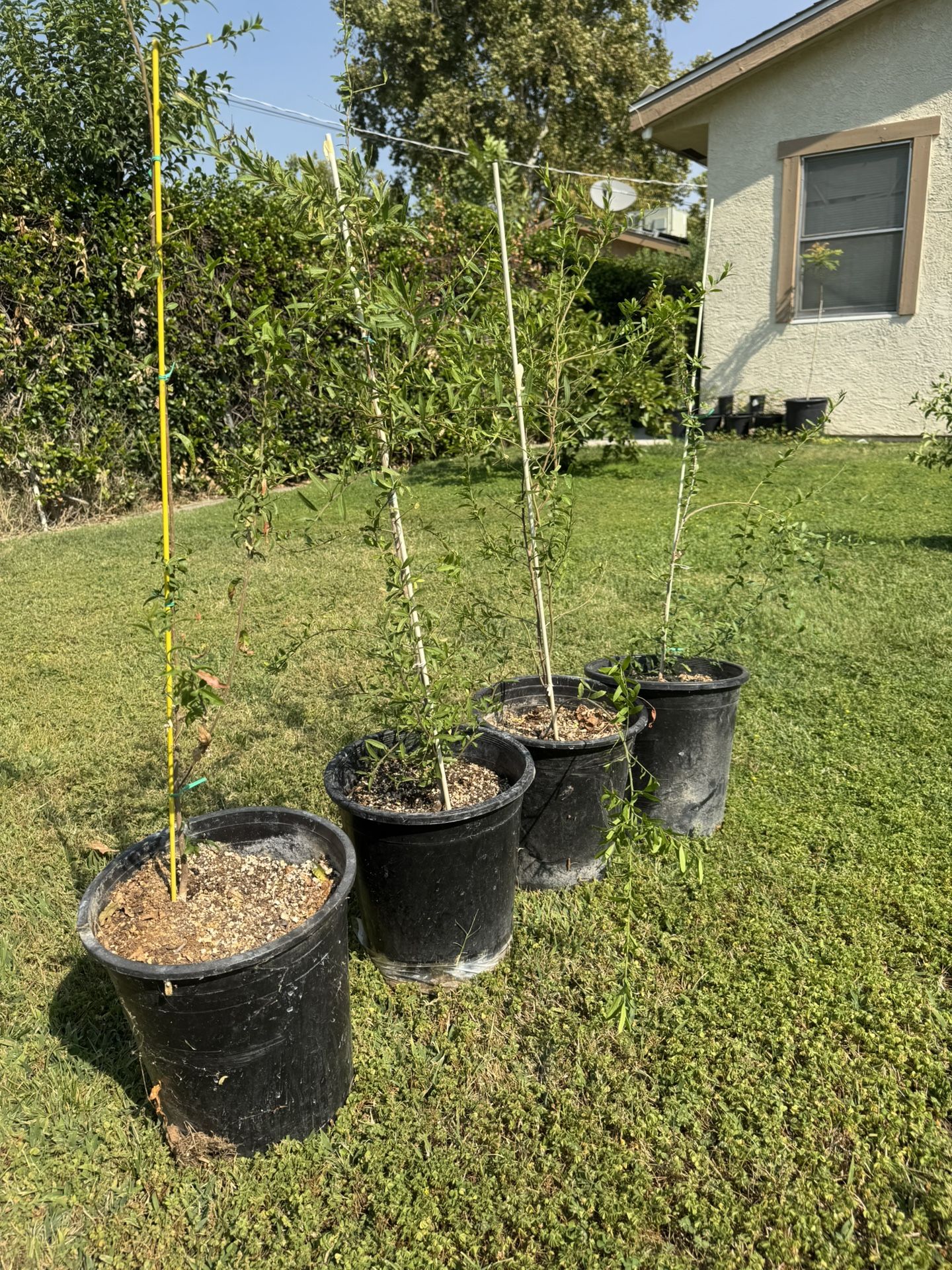 Plants