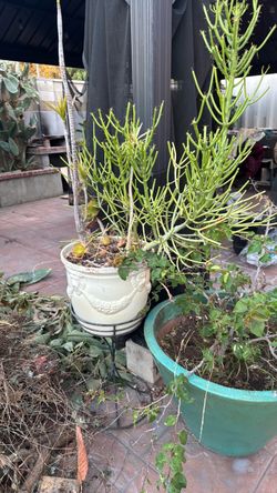 Free planter and plant