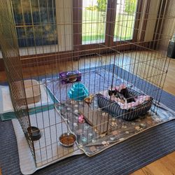 Foster Kitten Pen With Lid