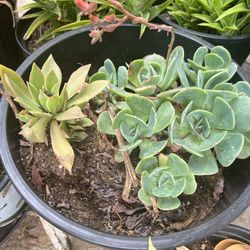 Mixed Succulent Arrangement – Echeveria, Aeonium, & More | $15