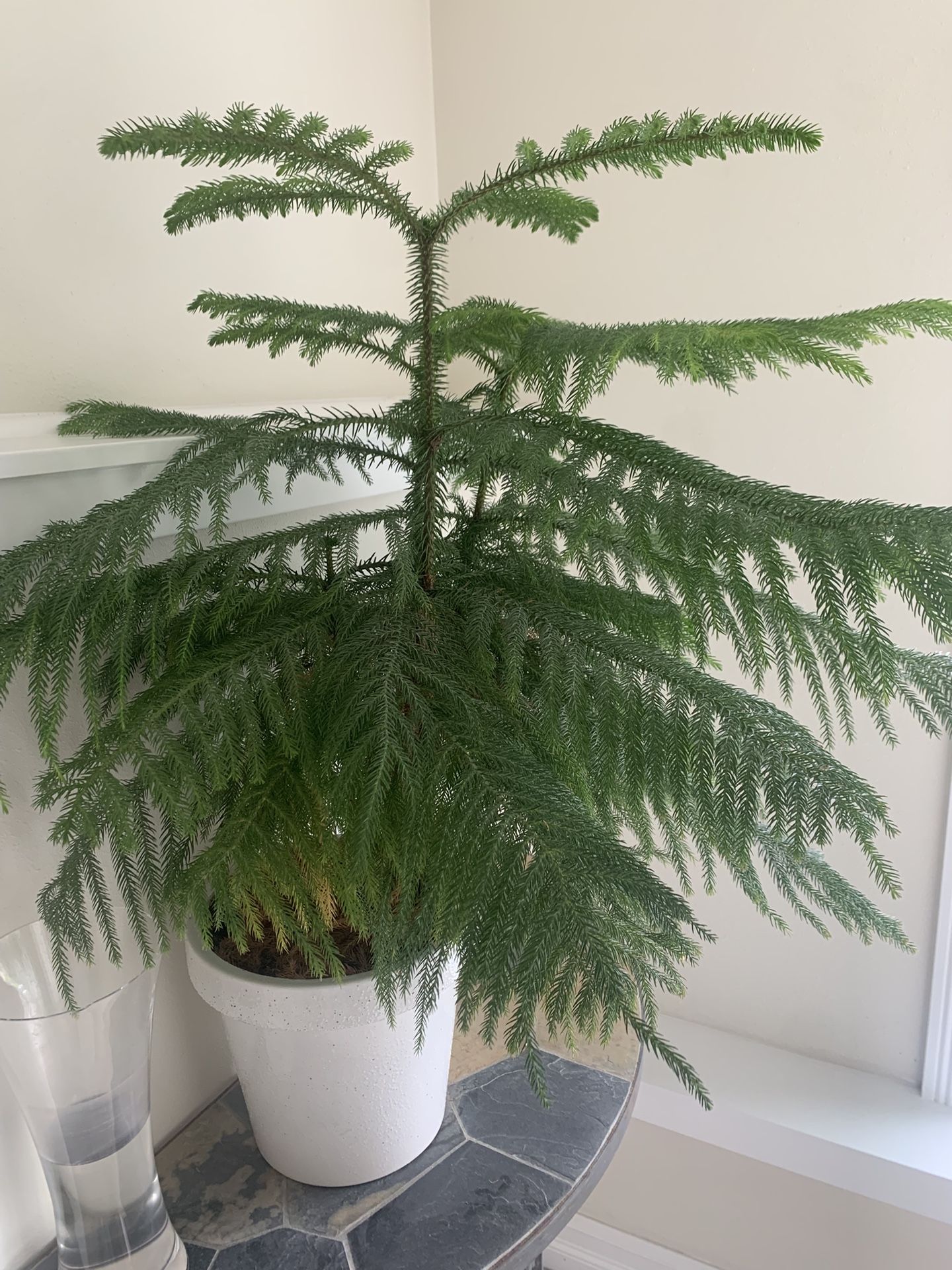 Norfolk Pine Houseplant