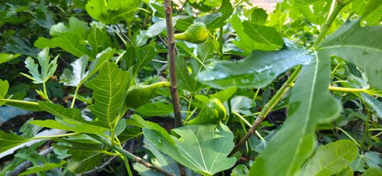 Healthy Chicago Hardy Fig plants.