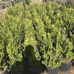 I’m selling. Bushes and fountain grass. And more