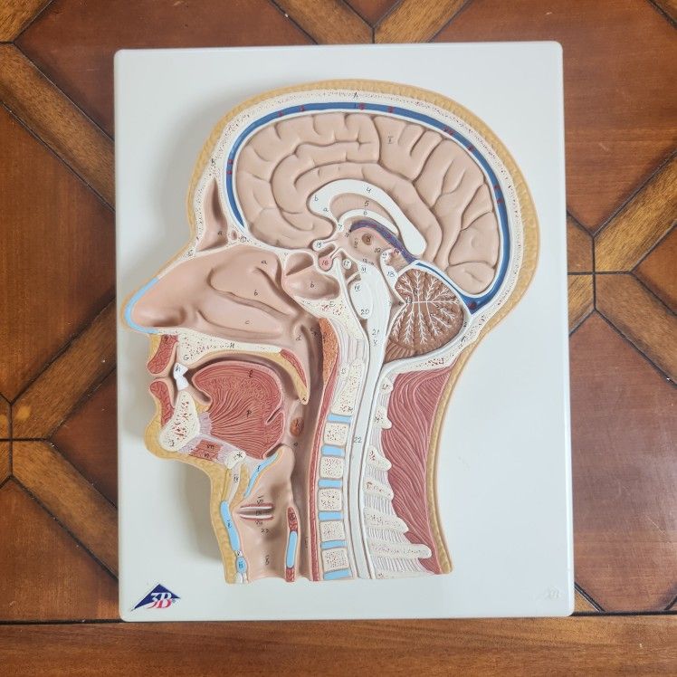 Anatomical Model: Human Head