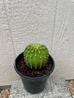Cactus