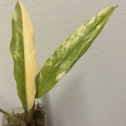 philodendron caramel marble variegated plant