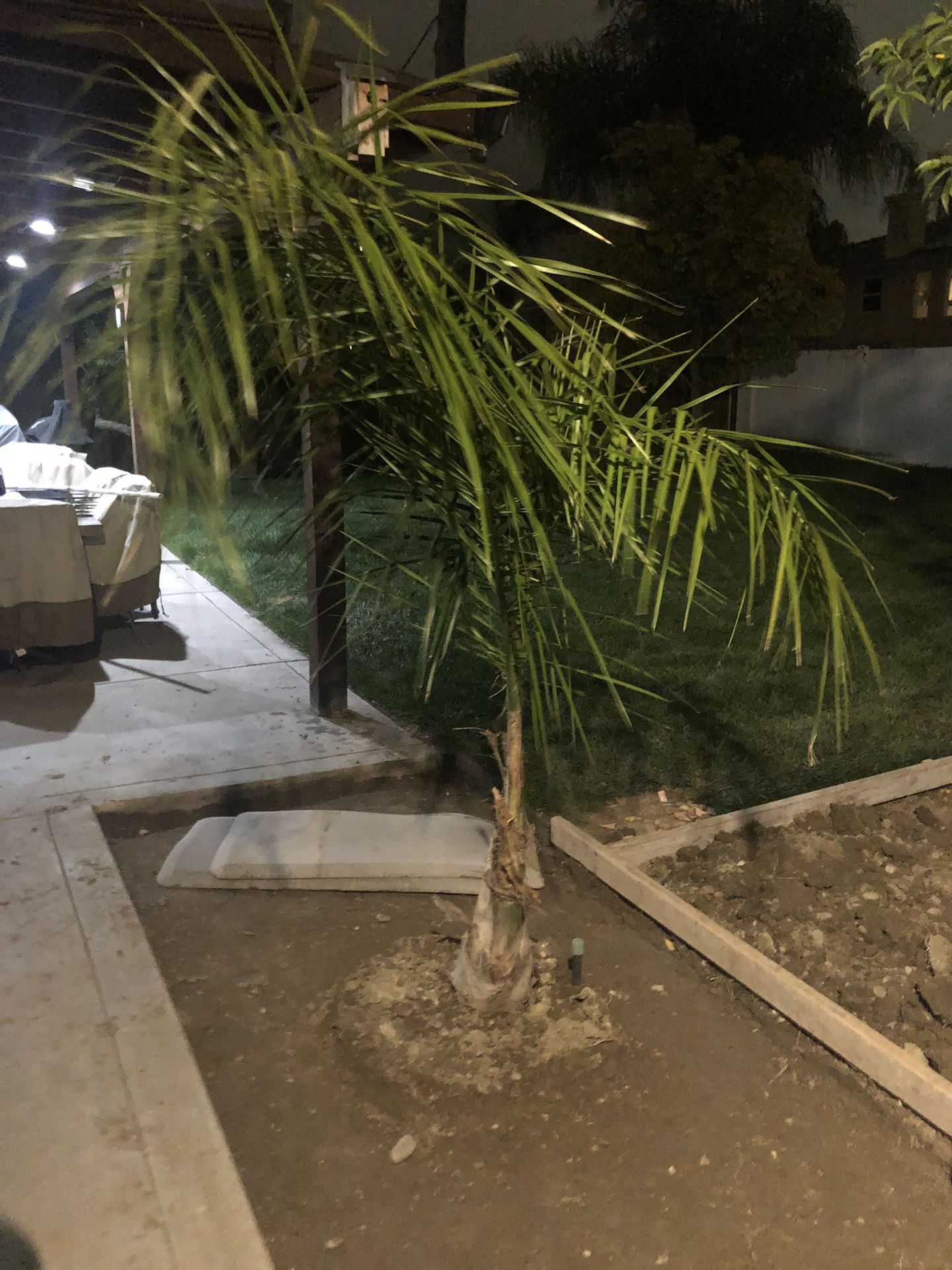 Palm Tree for Sale in Moreno Valley, CA OfferUp