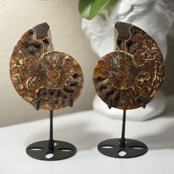 Natural Druzy Ammonite comes with stand