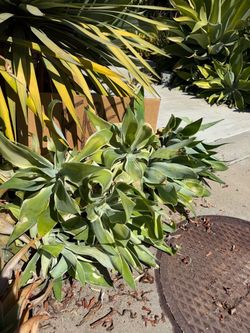 FREE plants agaves