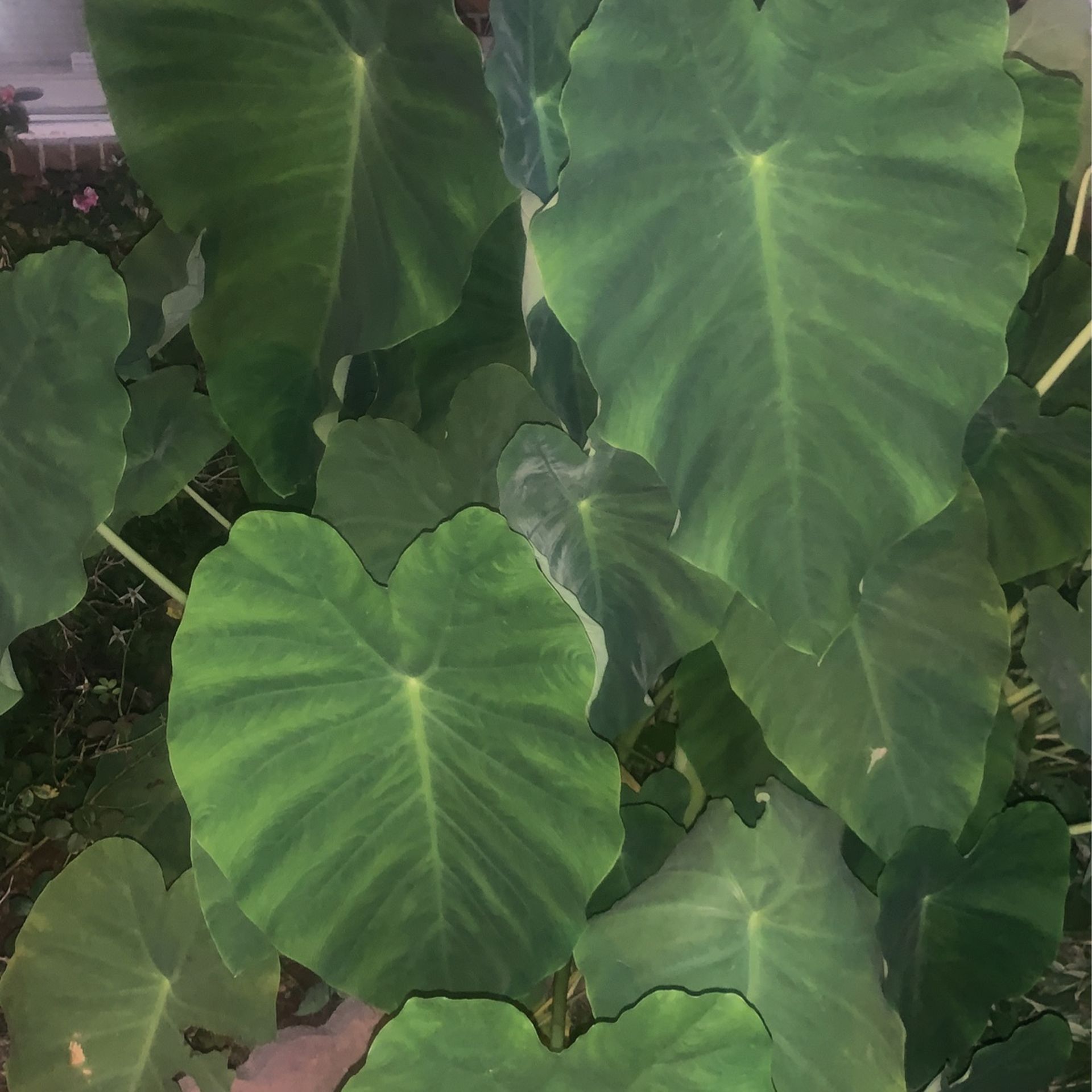 Giant Elephant Ear Plants For Sale for Sale in Greensboro, NC OfferUp