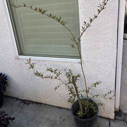 Sweet White Pink Pomegranate 