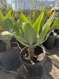 Plants