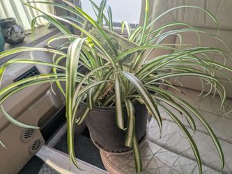 Happy Spider Plant